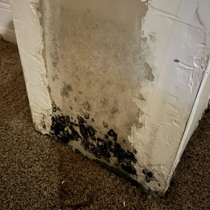 Professional Mold Removal in Hardin County, OH